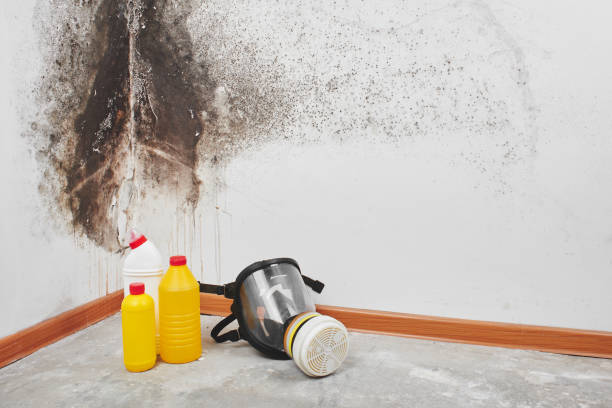 Best Attic Mold Removal  in Home Garden, CA