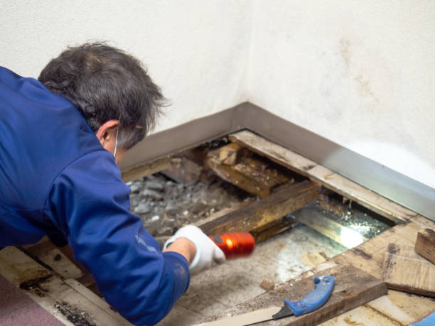 Best Home Mold Removal  in Home Garden, CA