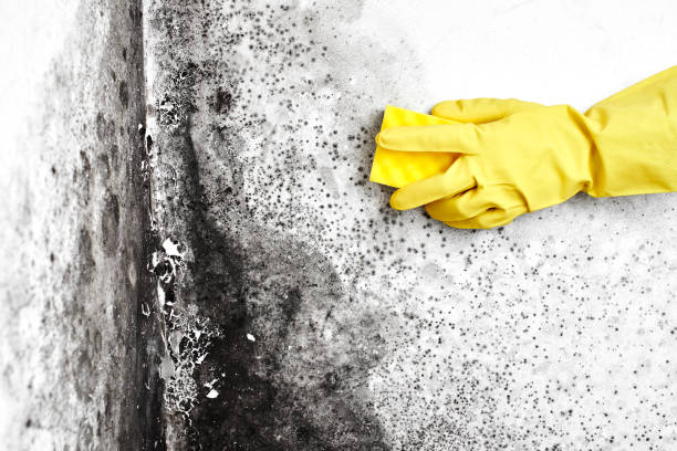 Best Mold Remediation  in Home Garden, CA