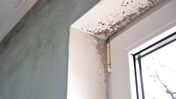 Best Mold Testing  in Home Garden, CA