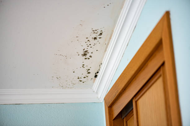 Best Fast Mold Removal  in Home Garden, CA