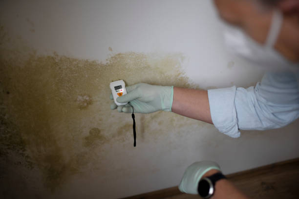 Crawl Space Mold Removal in Home Garden, CA