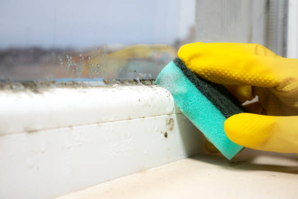 Best Black Mold Removal  in Home Garden, CA