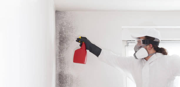 Home Garden, CA Mold Removal Company