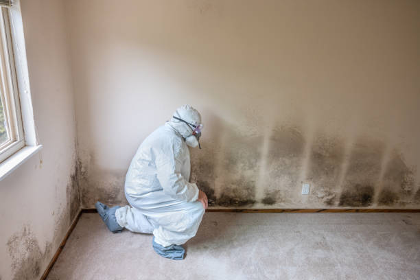 Mold Removal and Inspection in Home Garden, CA