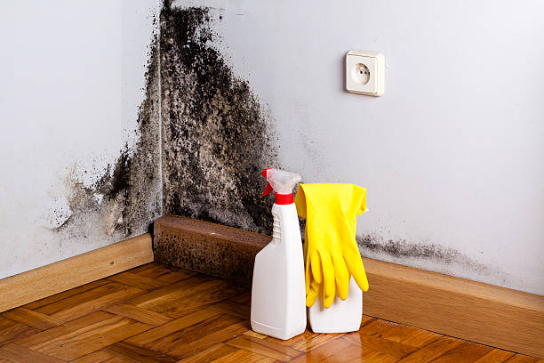 Best Crawl Space Mold Removal  in Home Garden, CA
