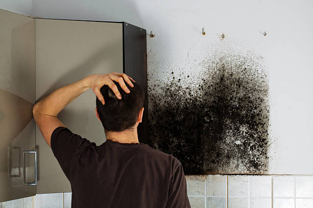 Best Emergency Mold Removal  in Home Garden, CA