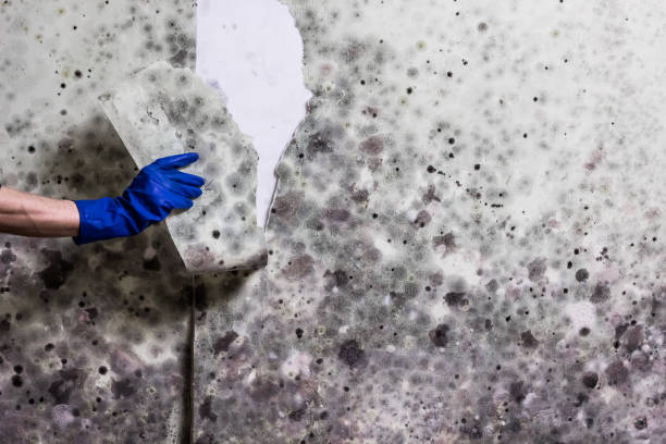 Best Residential Mold Removal  in Home Garden, CA