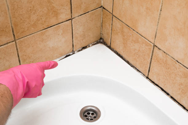Best Certified Mold Removal  in Home Garden, CA