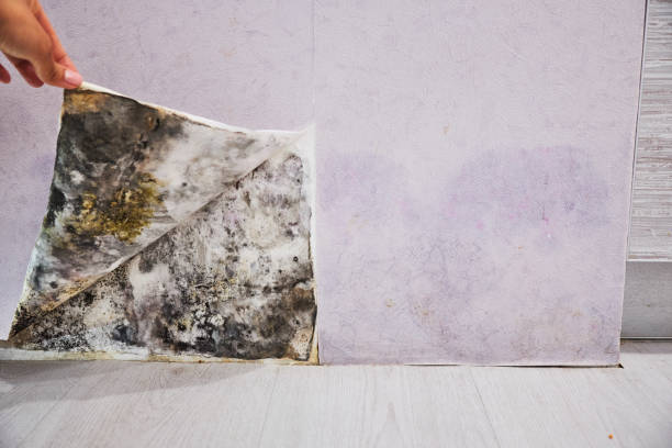 Best Mold Testing  in Home Garden, CA